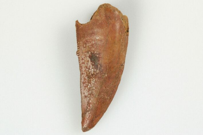 Raptor Tooth - Real Dinosaur Tooth #193088